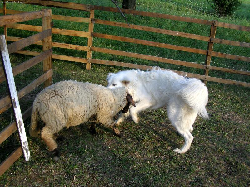 Foto: Souboj t�k�ch vah-Car z Borov�ho Hr�dku