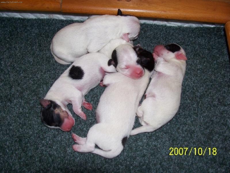 Foto: M�me jeden den-Na�e maminka je In Love Zona Bulls