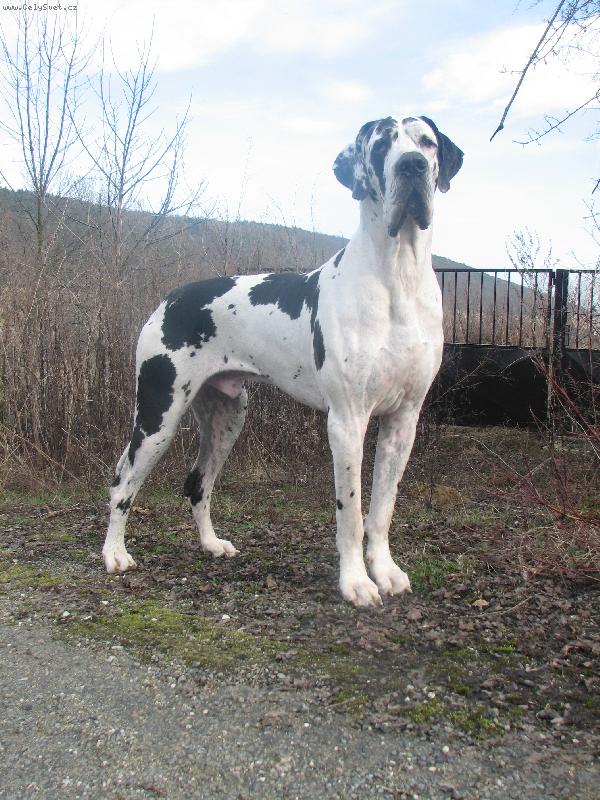 Foto: BONAPARTE Regia Uttis-sen