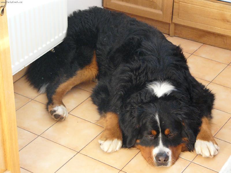 Foto: Baddy-N� Badou�ek v kuchyni