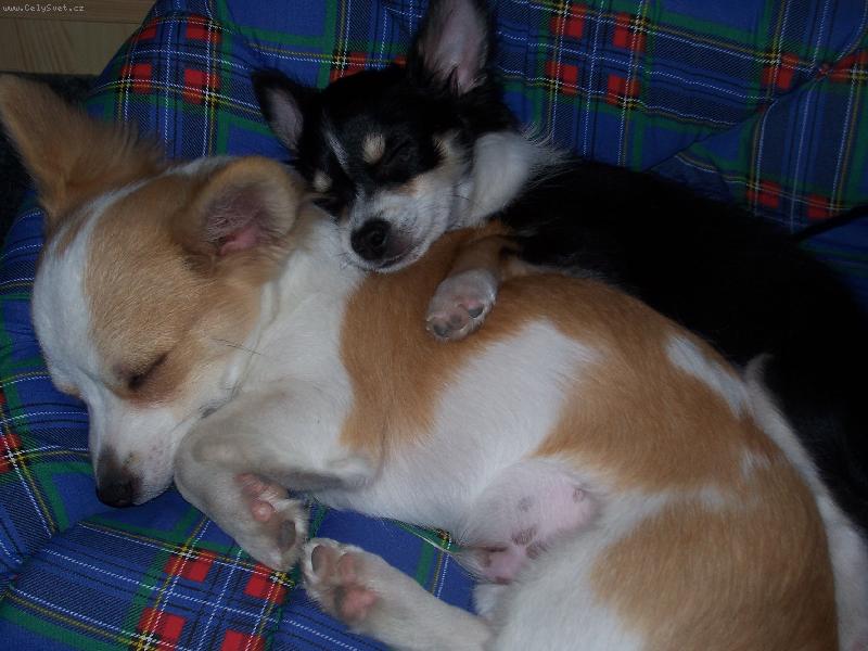 Foto: Gerrinek a Robinek-spink�me