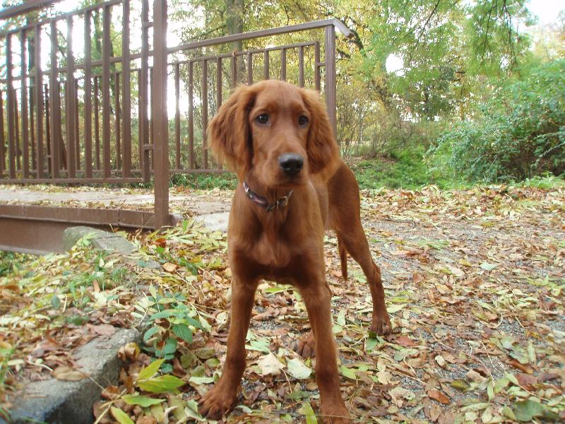 Foto: Archie z Uni�ova-Archie z Uni�ova