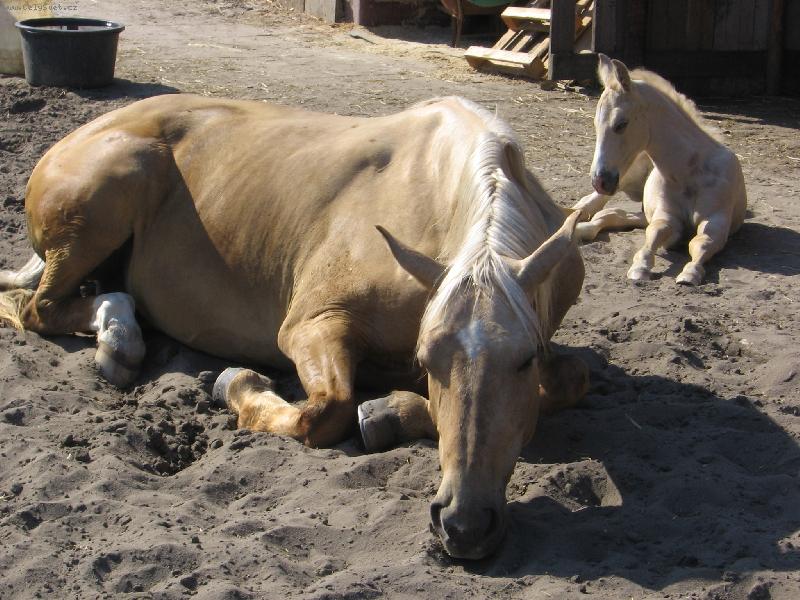 Foto: odpoledn� siesta