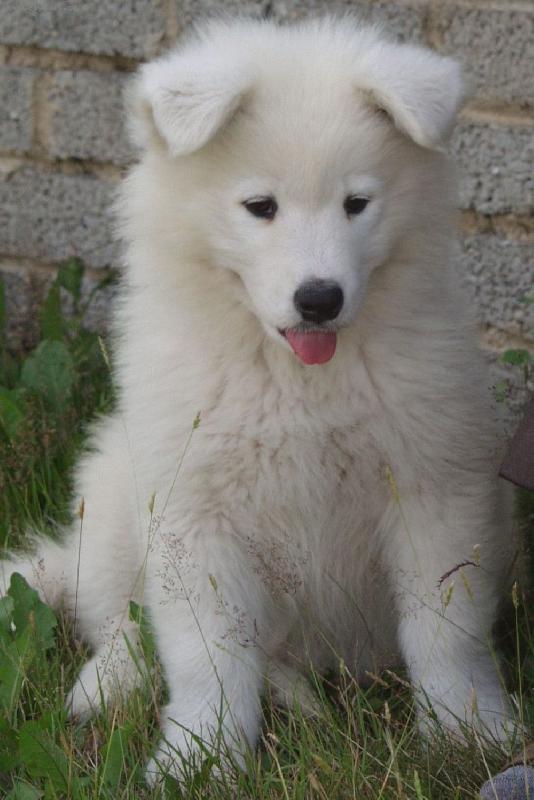 Foto: Andy II. - v�ce na www.uandyho.blog.cz-Andy jako mali�k� 2 m�s��n� kuli�ka :)