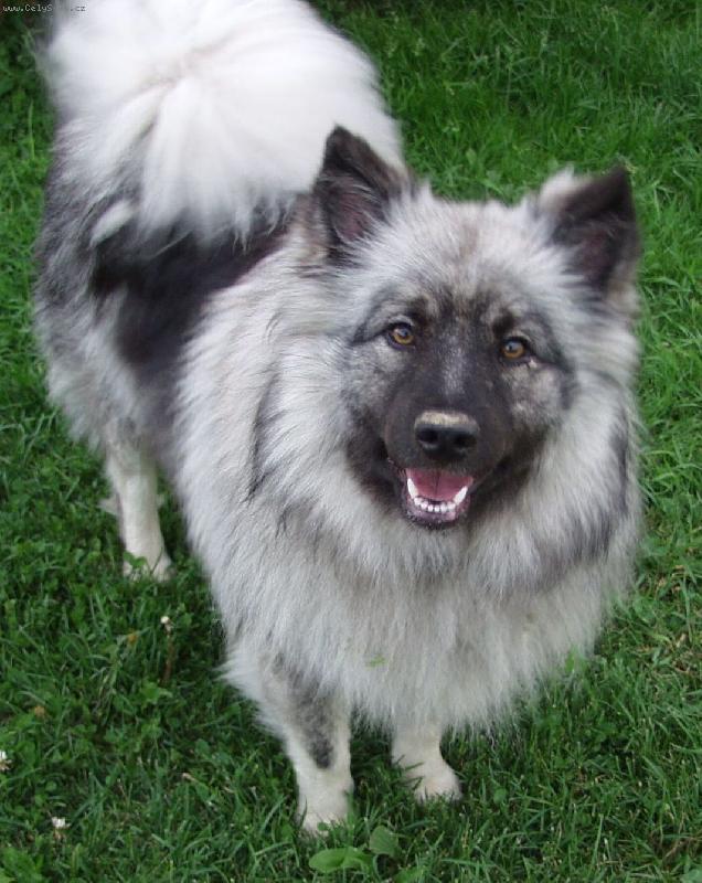 Foto: Aime - v�ce na www.uandyho.blog.cz-Aime �ervenec 2005 (narozena 25.10.03)