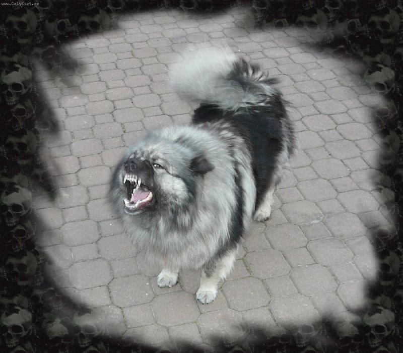 Foto: Aime - v�ce na www.uandyho.blog.cz-Aime - takhle to vypad�, kdy� se vl�� �pic roz��l�!!!