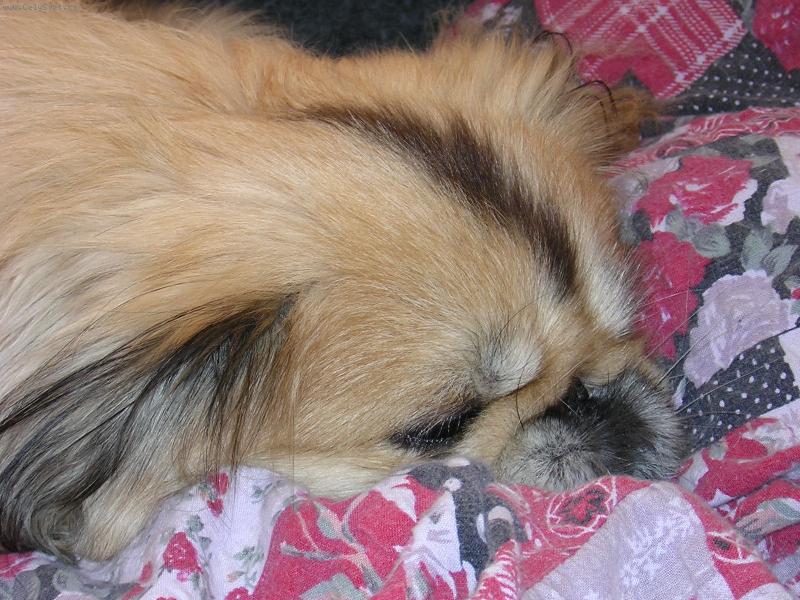 Foto: and�lek kter� u� na n�s kouk� z neb��ka