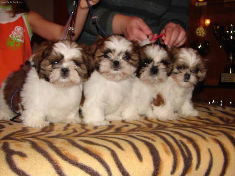 Foto: �t���tka prodej www.kaybaroshi.pl-�t���tka prodej www.kaybaroshi.pl