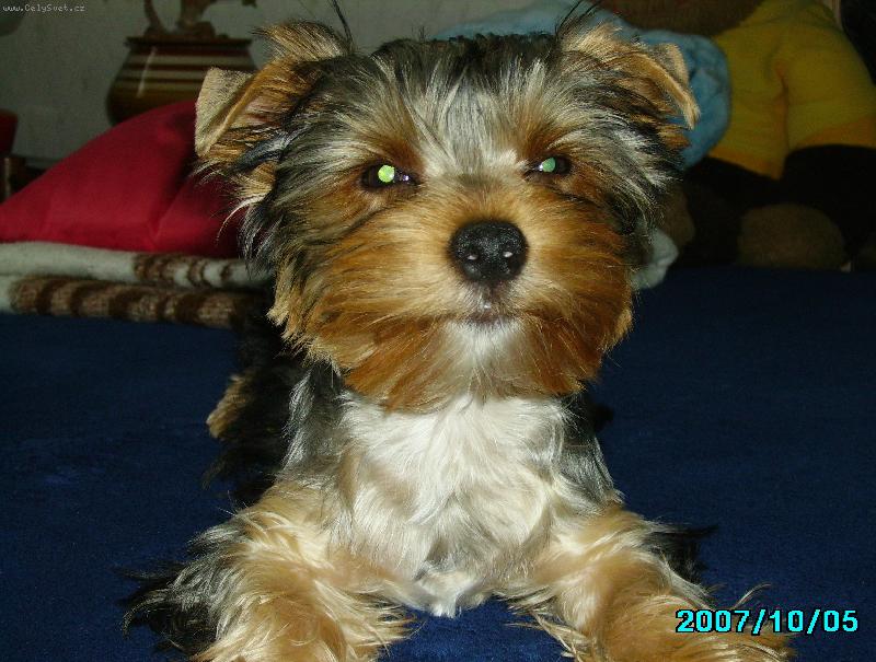 Foto: max��ek-prost� j�