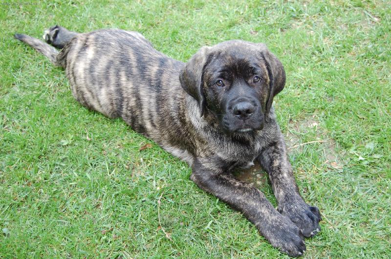 Foto: Boris-Boris ve trech mesicich