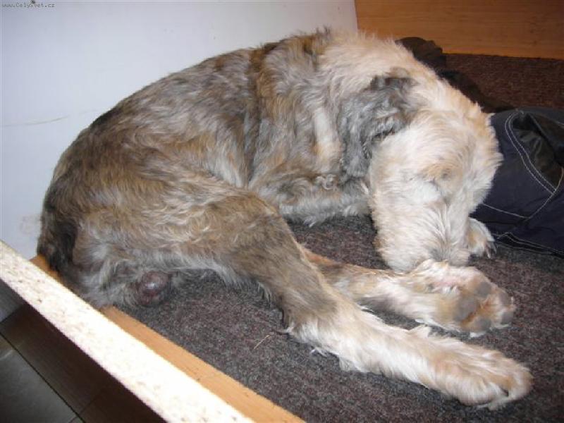 Foto: �ja 5.1.2008  15 let-�ja 5.1.2008  15 let