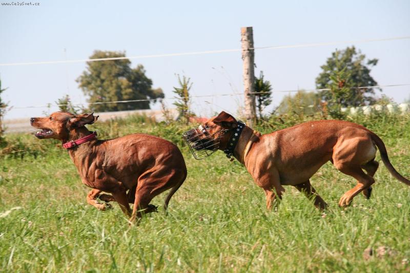 Foto: coursing-kter� bude prvn�