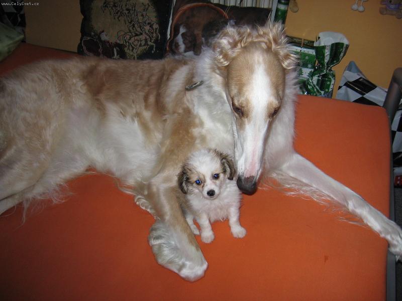 Foto: Labut�nka a barzoj-Blecha v ko�ichu