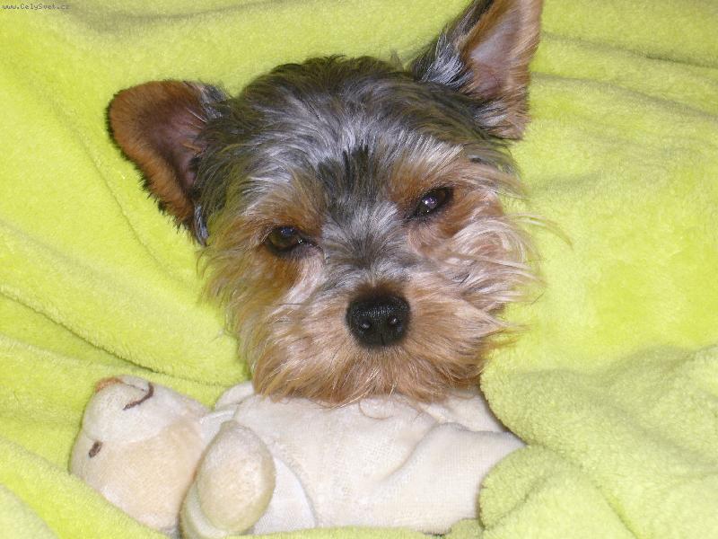 Foto: jeeee uz jsem vzhuru jeste chvelku na probuzeni a muzem si jit hrat!:-)