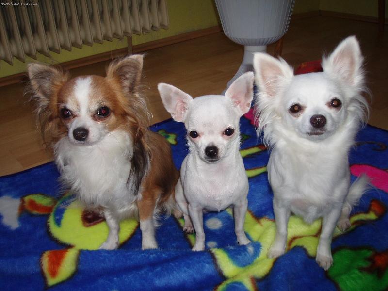 Foto: Kry�tofek Jassinka a Terinka-Ku��tka