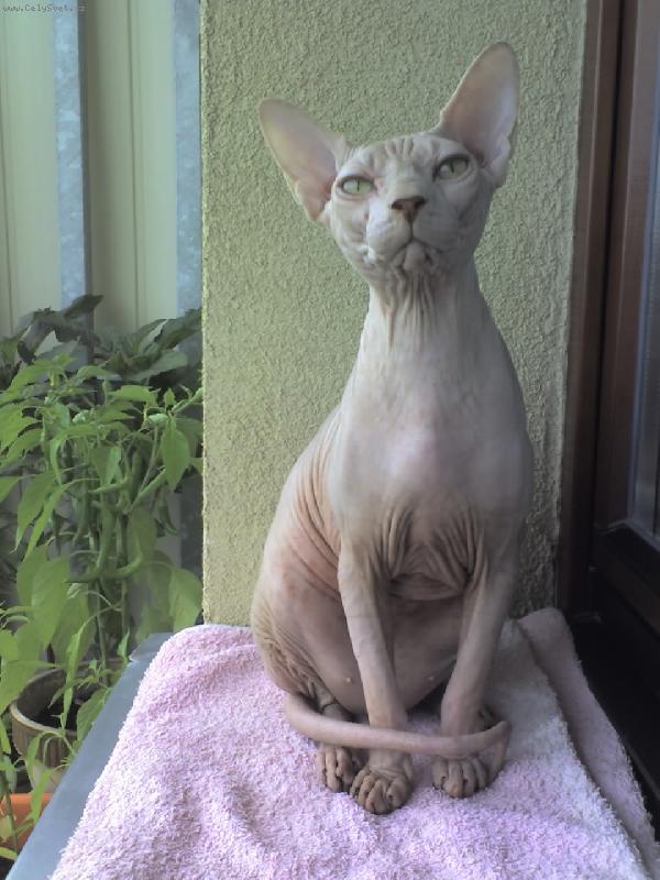 Foto: Evsey Magic Dream