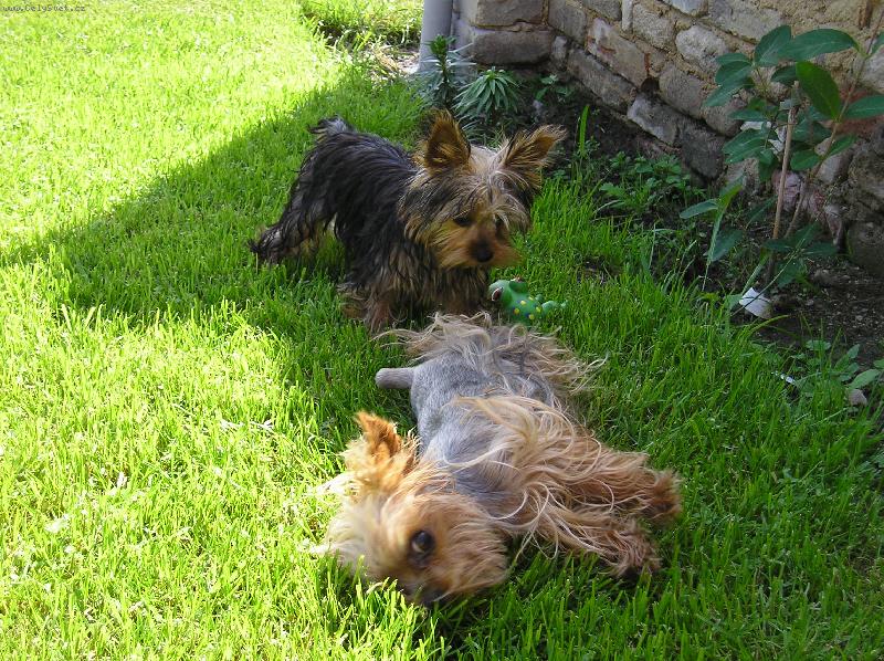 Foto: ps� sle�ny Lady a Nely