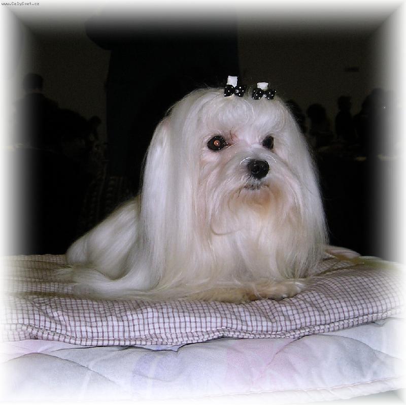 Foto: JCH.KIGEN XANTHOS PLEASURE OF FRIENDSHIP