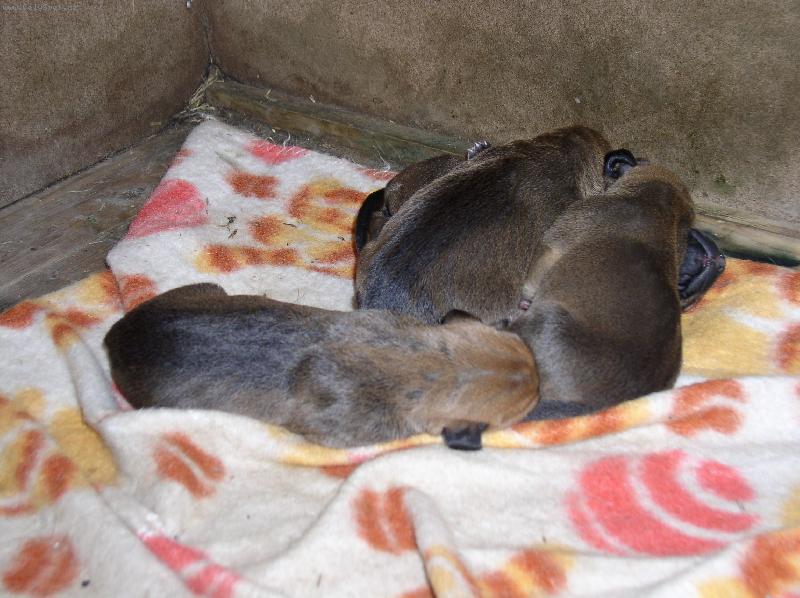 Foto: Krmen� hladov�ch mazl��k�-Krmen� hladov�ch mazl��k�