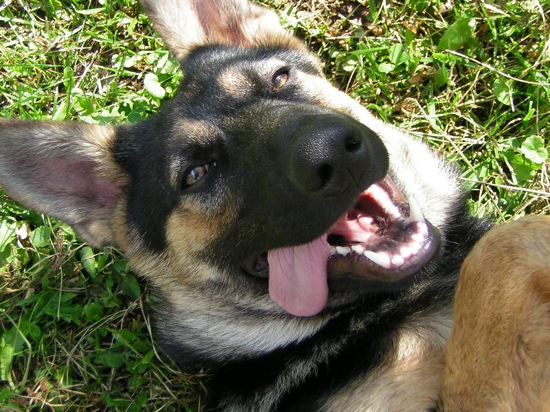 Foto: Ov���t� a Hon��t� psi-N�meck� Ov��k