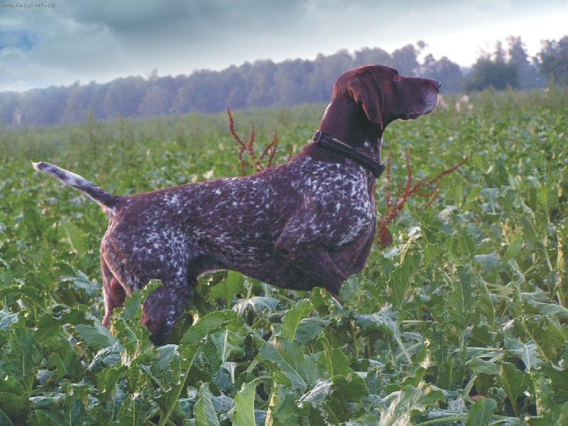 Foto: Vystavov�n� NKO-�esk� �ampion Pr�ce Ataman Duma Kazana