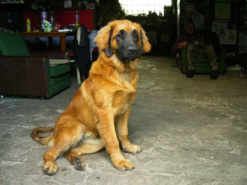 Foto: p�lro�n� sle�na-Chelsea-kdy� j� je 6 m�s�c�