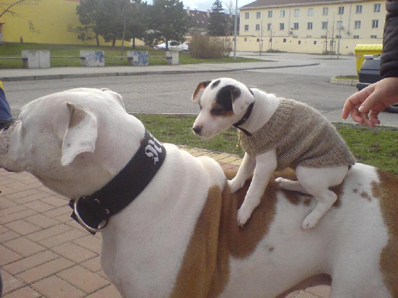 Foto: Je�t� mal� Agnes s k�mo�kou Nikitou-Dnes u� jsme skoro stejn� velk�:-)