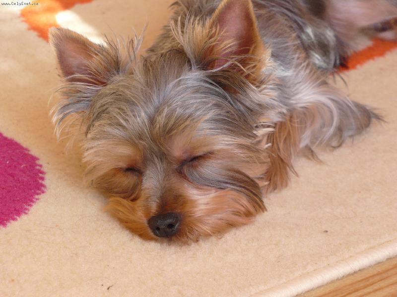 Foto: York Sisinka-Sisinka spink�