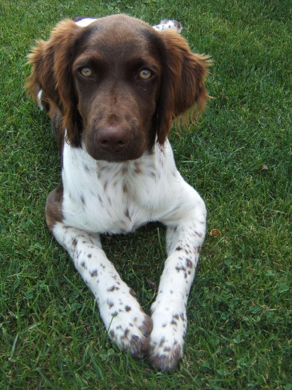 Foto: Mal� m�nsterlandsk� oha�