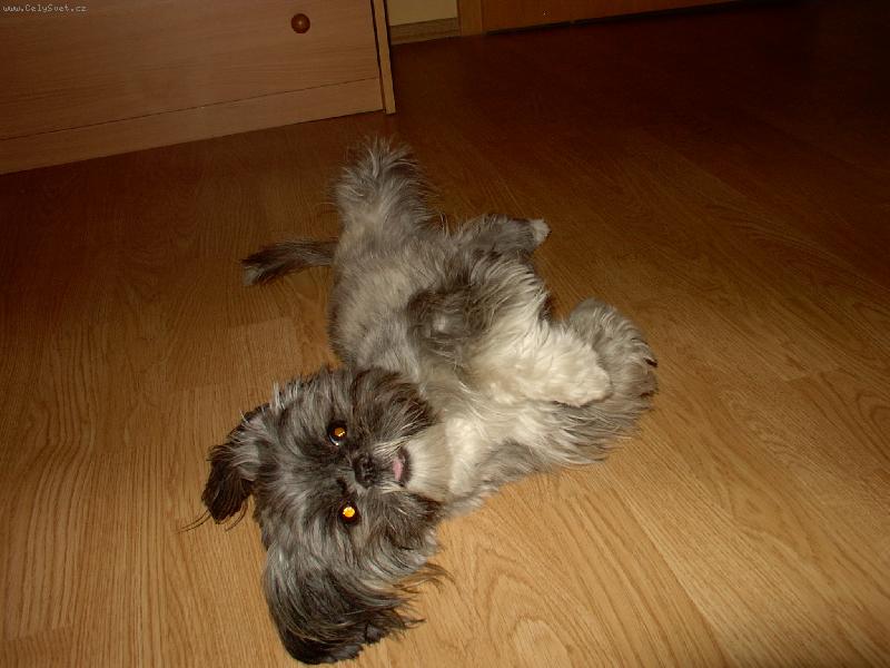 Foto: m�j pes peggynka-tady se moje mal� hol�i�ka v�l�