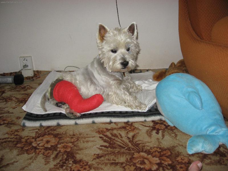 Foto: Ben�k a bolav� tlapka-Ben�k a bolav� tlapka