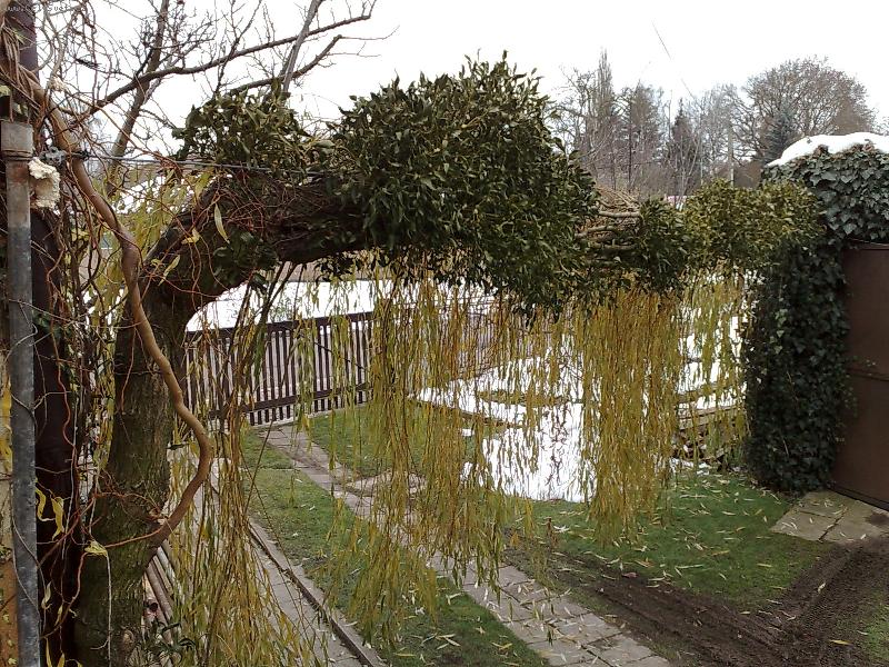 Foto: Jmel� na vrb� p�evisl�.-No t�o�ku jsem si vyhr�l(je to asi 100 rostlin jmel�)