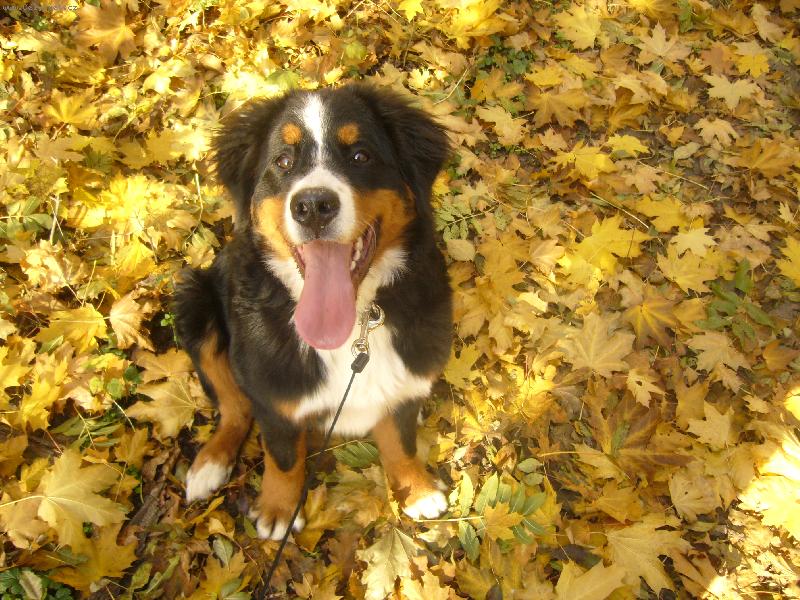 Foto: Fay na podzimn� vych�zce-Modelka v barevn�m list� :-)