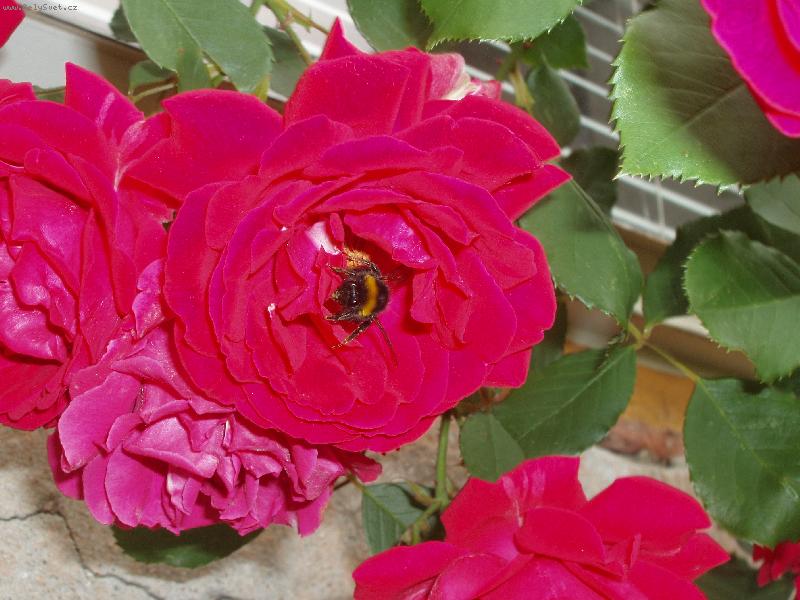 Foto: Si pre �u rados�