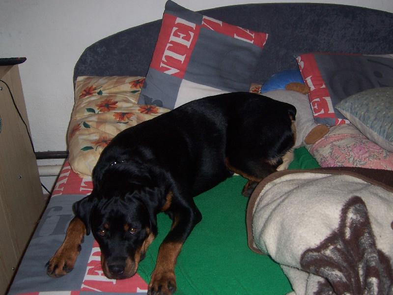 Foto: mazl��ek Korynka-unaven� Korynka