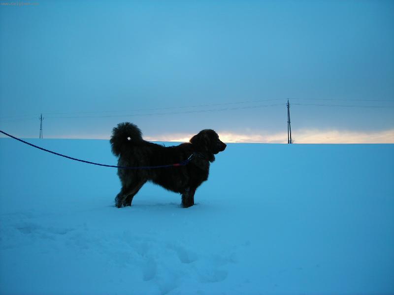 Foto: Na prvn�m sn�hu-Ba�a �ekim na proch�zce p�i z�padu slunce