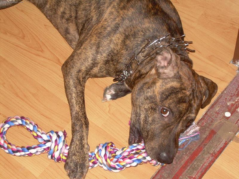 Foto: nov� hra�ka:) vydr�ela dva dny..:/