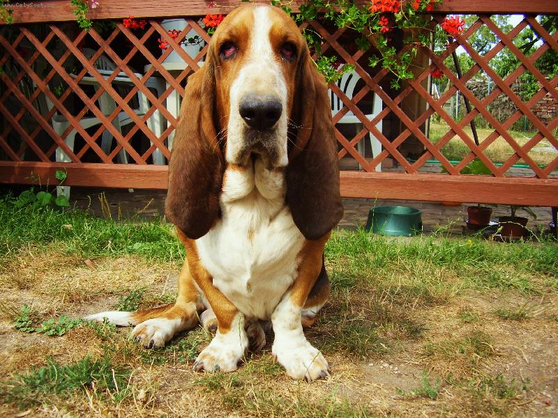 Foto: Sally-Baset Sally - stra�n� tvrdohlav� ale hodn� pejsek