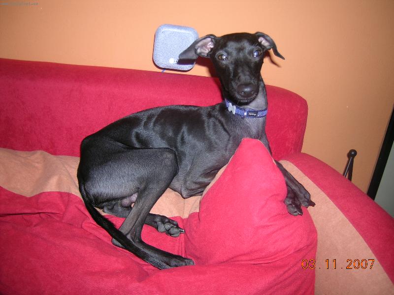 Foto: N� Bon��ek-...veget�m na gau�i..:-)