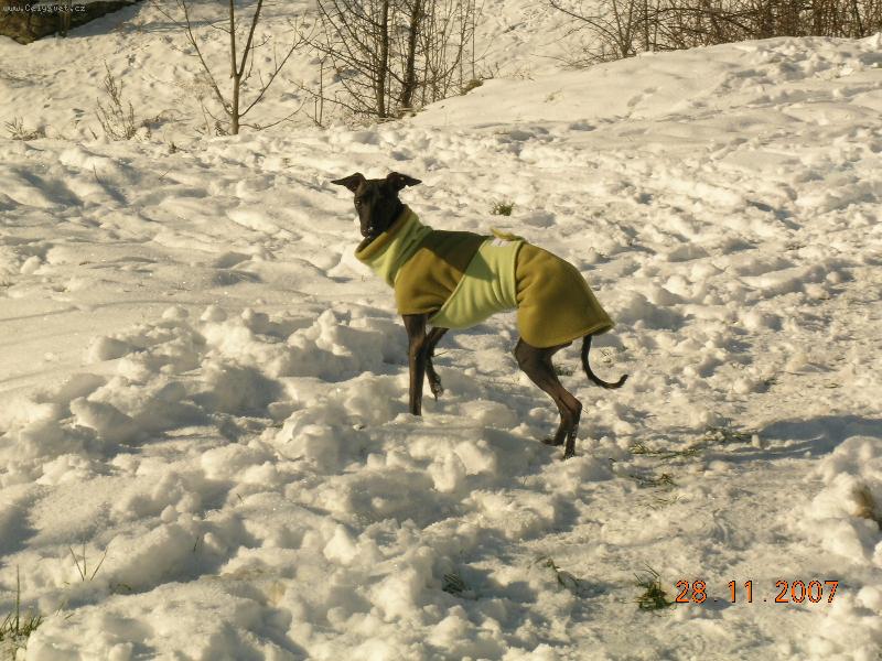 Foto: Bono-venku zima,pot�ebuju ko��ek