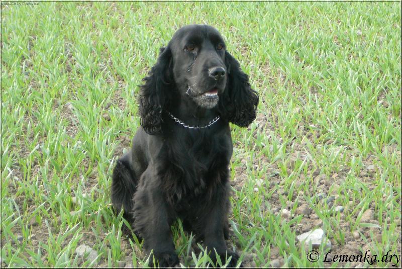 Foto: S�ra-Moje fena S�ra