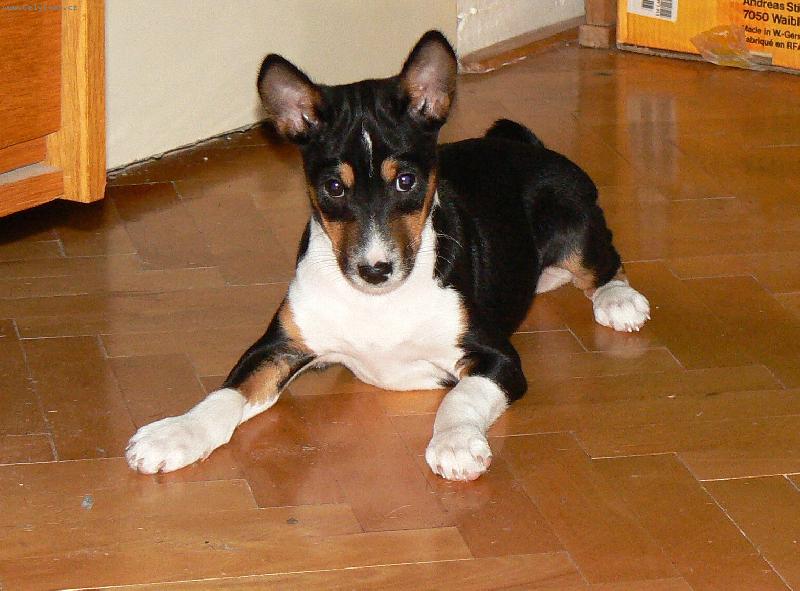 Foto: �t�n� trikolor-Izegbe Han��ek