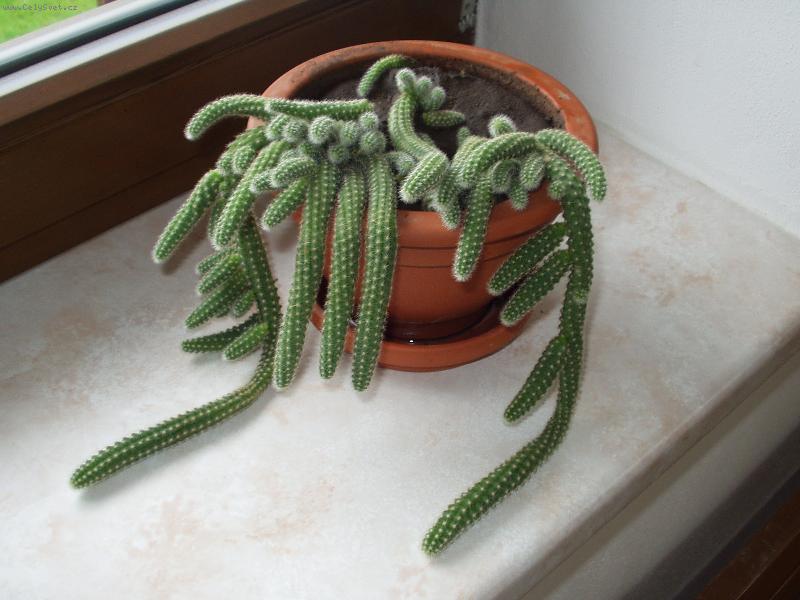 Foto: mal� h��ata