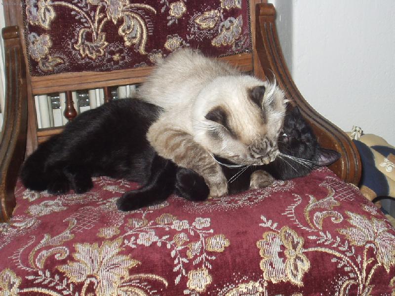 Foto: skotsk� klapouch� ko�ka-Ve�ern� toaleta