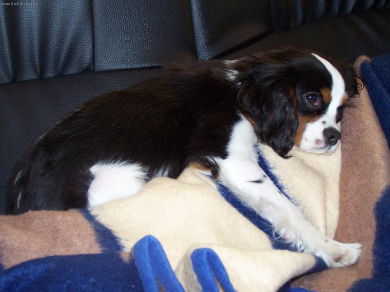 Foto: �Hmm, jsem pr� v�stavn� pes?"