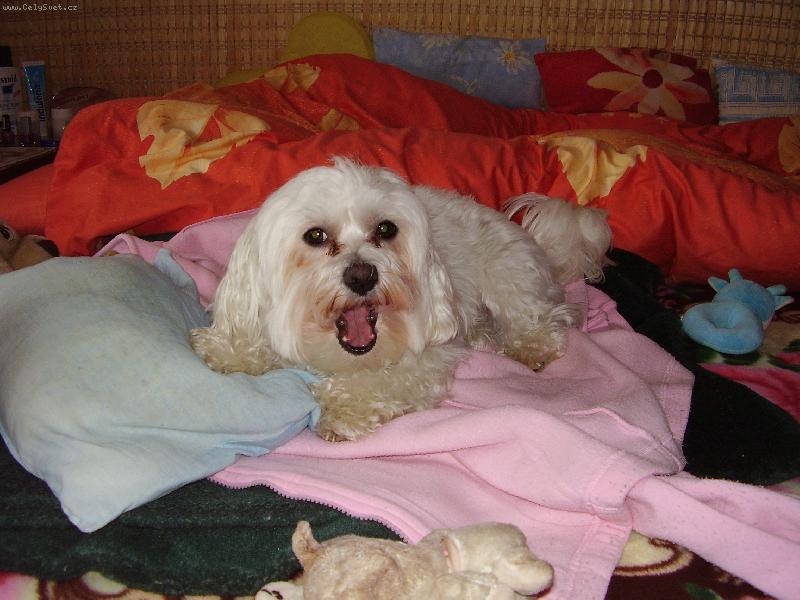 Foto: jsem n�jak� unaven�:-))