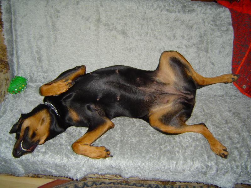 Foto: na�e kesi-jej� nejobl�benej�� poloha