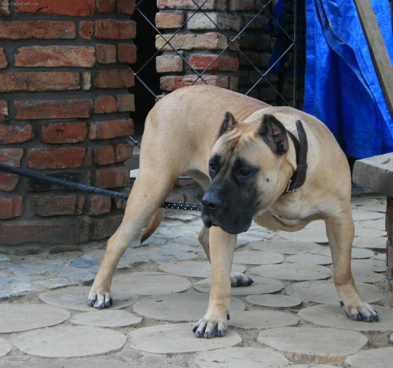 Foto: Guappa Guanchos Monografica Spain young winner-Guappa Guanchos Monografica Spain young winner