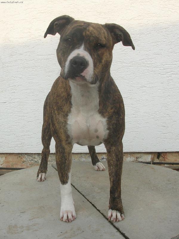 Foto: Brandy de la griffe du dragon-Brandy de la griffe du dragon