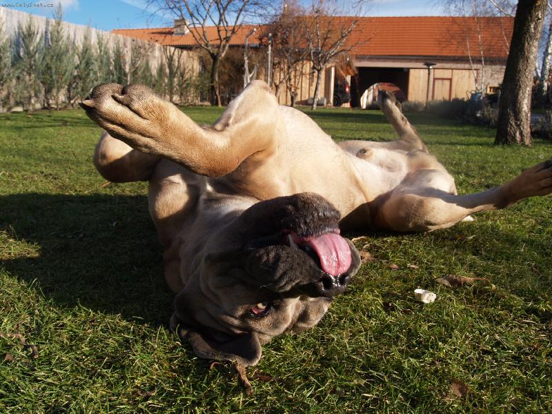 Foto: www.cane-corso.weblahko.sk